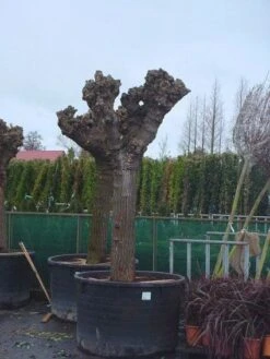 Witte Moerbei (Morus Alba) 26 Witte Moerbei (Morus Alba) -PlantenPracht Winkel 20071010125349 11 1