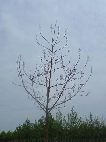 Anna Paulownaboom (Paulownia Tomentosa) 7 Anna Paulownaboom (Paulownia Tomentosa) - Afbeelding 5