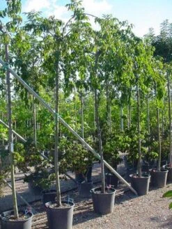 Japanse Treursierkers (Prunus Serrulata 'Kiku-shidare') -PlantenPracht Winkel 20071109164514 13 2