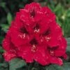 Rhododendron (Rhododendron 'Lord Roberts') -PlantenPracht Winkel 20071114152649 2 2