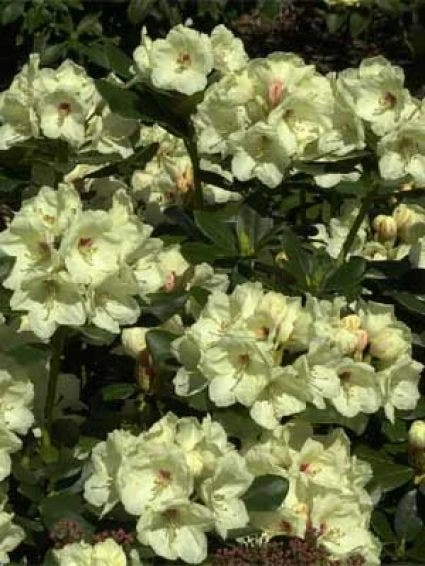 Rhododendron (Rhododendron 'Flava') 3 Rhododendron (Rhododendron 'Flava')