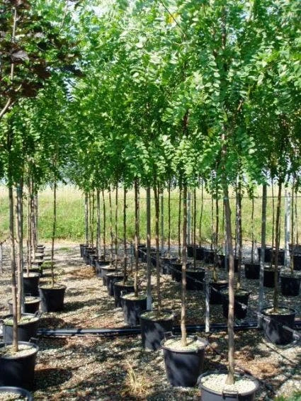 Acacia (Robinia Margaretta 'Casque Rouge') 4 Acacia (Robinia Margaretta 'Casque Rouge') - Afbeelding 2