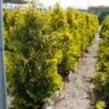 Thuja (Thuja Occidentalis 'Sunkist') -PlantenPracht Winkel 20071126132727 5 1