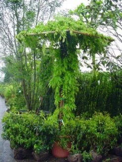 Blauwe Regen (Wisteria Sinensis) -PlantenPracht Winkel 20071130090736 20