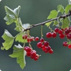 Rode Bes Op Stam (Ribes Rubrum 'Jonkheer Van Tets') 8 Rode Bes Op Stam (Ribes Rubrum 'Jonkheer Van Tets') -PlantenPracht Winkel 20080214142138 2 1 1