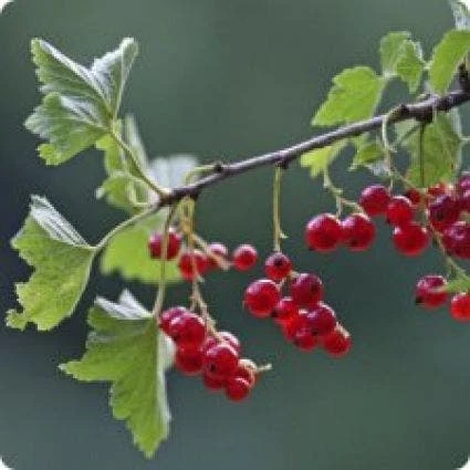 Rode Bes Op Stam (Ribes Rubrum 'Jonkheer Van Tets') 4 Rode Bes Op Stam (Ribes Rubrum 'Jonkheer Van Tets') - Afbeelding 2