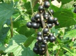 Zwarte Bes (Ribes Nigrum 'Ben Nevis') -PlantenPracht Winkel 20080214151842 1 1