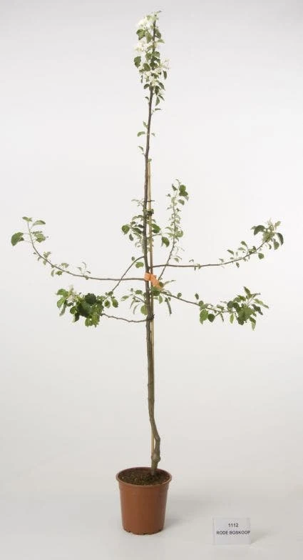 Appelboom (Malus Domestica 'Rode Boskoop') 4 Appelboom (Malus Domestica 'Rode Boskoop') - Afbeelding 2