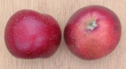 Appelboom (Malus Domestica 'Sterappel') 5 Appelboom (Malus Domestica 'Sterappel') - Afbeelding 3