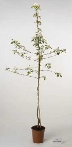 Appelboom (Malus Domestica 'James Grieve')