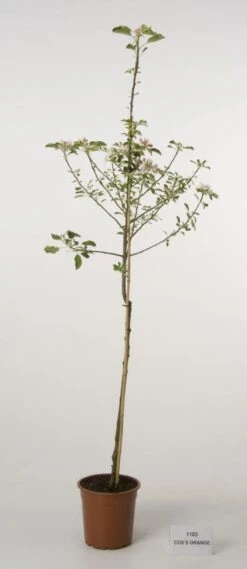 Appelboom (Malus Domestica 'Cox's Orange') -PlantenPracht Winkel 20080312144237 2