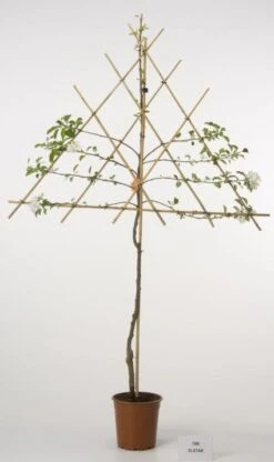 Lei-Appel (Malus Domestica 'Elstar') -PlantenPracht Winkel 20080312151002 1 2