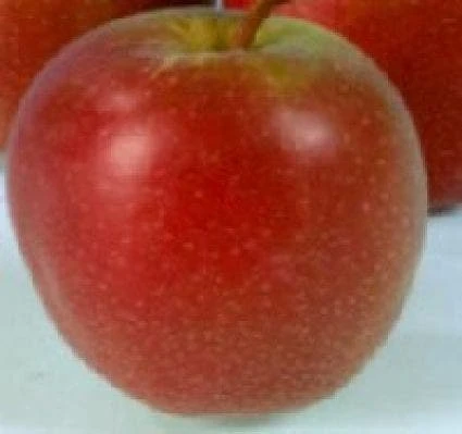 Appelboom (Malus Domestica 'Summerred') 3 Appelboom (Malus Domestica 'Summerred')