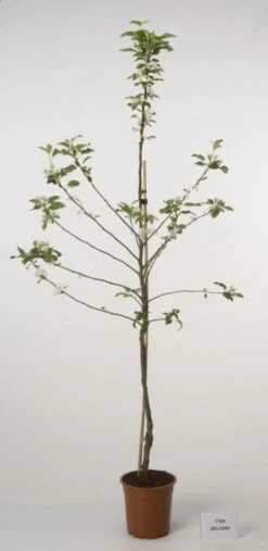 Lei-Appel (Malus Domestica 'Cox's Orange') 19 Lei-Appel (Malus Domestica 'Cox's Orange') -PlantenPracht Winkel 20080318090058 1 1