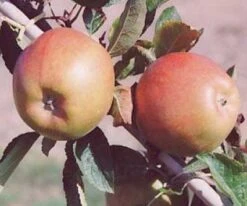 Appelboom (Malus Domestica 'Braeburn') -PlantenPracht Winkel 20080318091048 1 1 1