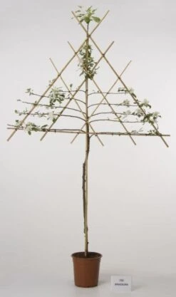 Lei-Appel (Malus Domestica 'Cox's Orange') -PlantenPracht Winkel 20080318091143 1