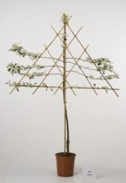 Lei-Appel (Malus Domestica 'Cox's Orange') -PlantenPracht Winkel 20080318093506 1