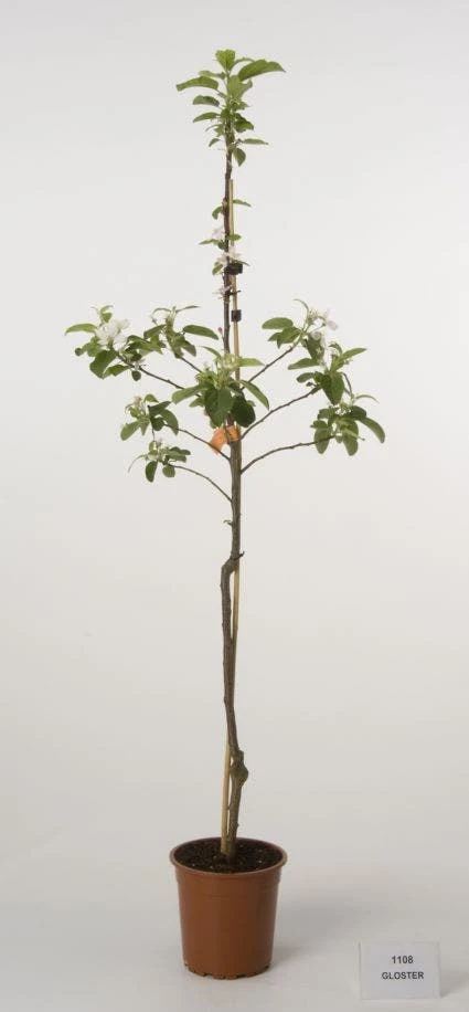 Appelboom (Malus Domestica 'Gloster') 4 Appelboom (Malus Domestica 'Gloster') - Afbeelding 2