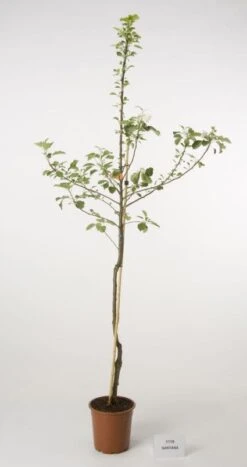 Appelboom (Malus Domestica 'Santana') 5 Appelboom (Malus Domestica 'Santana') -PlantenPracht Winkel 20080318143516 2