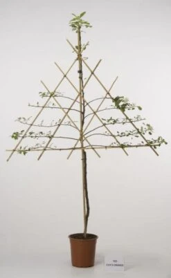 Lei-Appel (Malus Domestica 'Cox's Orange') 21 Lei-Appel (Malus Domestica 'Cox's Orange') -PlantenPracht Winkel 20080326220814 1 1