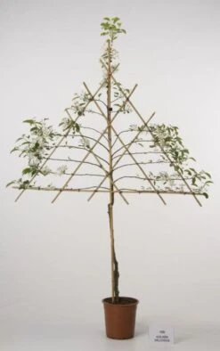 Lei-Appel (Malus Domestica 'Cox's Orange') -PlantenPracht Winkel 20080326222237 1