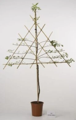 Lei-Appel (Malus Domestica 'Cox's Orange') -PlantenPracht Winkel 20080326222553 1