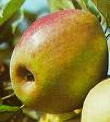 Lei-Appel (Malus Domestica 'Rode Boskoop') 4 Lei-Appel (Malus Domestica 'Rode Boskoop') - Afbeelding 2