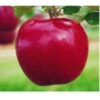 Appelboom (Malus Domestica 'Rode Jonagold') -PlantenPracht Winkel 20080326223843 1 1