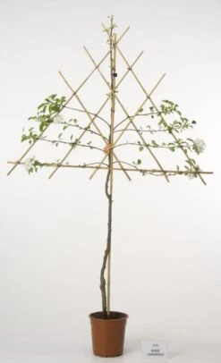 Lei-Appel (Malus Domestica 'Cox's Orange') -PlantenPracht Winkel 20080326223921 1