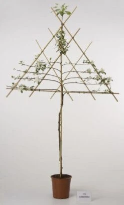 Lei-Appel (Malus Domestica 'Cox's Orange') -PlantenPracht Winkel 20080326224211 1