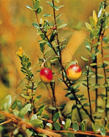 Veenbes (Vaccinium Macrocarpon Cranberry) 4 Veenbes (Vaccinium Macrocarpon Cranberry) - Afbeelding 2