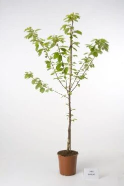 Kersenboom (Prunus Avium 'Hedelfinger Riesenkirsche') -PlantenPracht Winkel 20080414152652 2