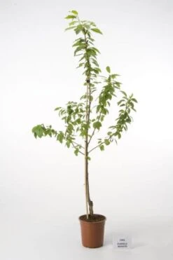 Kersenboom (Prunus Avium 'Hedelfinger Riesenkirsche') -PlantenPracht Winkel 20080414153422 3 1