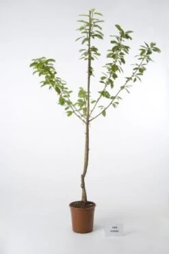 Kersenboom (Prunus Avium 'Hedelfinger Riesenkirsche') -PlantenPracht Winkel 20080414153854 2 1