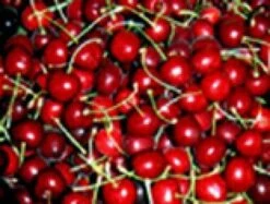 Kersenboom (Prunus Avium 'Lapins') -PlantenPracht Winkel 20080414154643 2