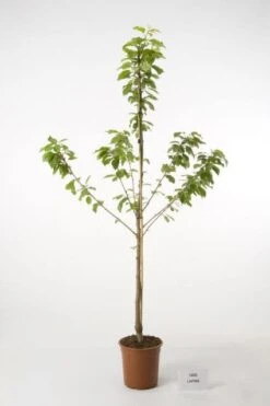 Kersenboom (Prunus Avium 'Hedelfinger Riesenkirsche') -PlantenPracht Winkel 20080414154743 2