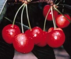 Kersenboom (Prunus Avium 'Sunburst') -PlantenPracht Winkel 20080415132753 3