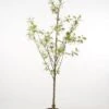 Zure Kers (Prunus Cerasus 'Morel') -PlantenPracht Winkel 20080415135220 3 2