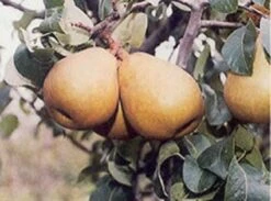 Perenboom (Pyrus Communis 'Beurre Hardy') 9 Perenboom (Pyrus Communis 'Beurre Hardy') -PlantenPracht Winkel 20080417125526 6