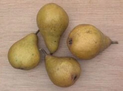 Perenboom (Pyrus Communis 'Gieser Wildeman') -PlantenPracht Winkel 20080417131017 6 1