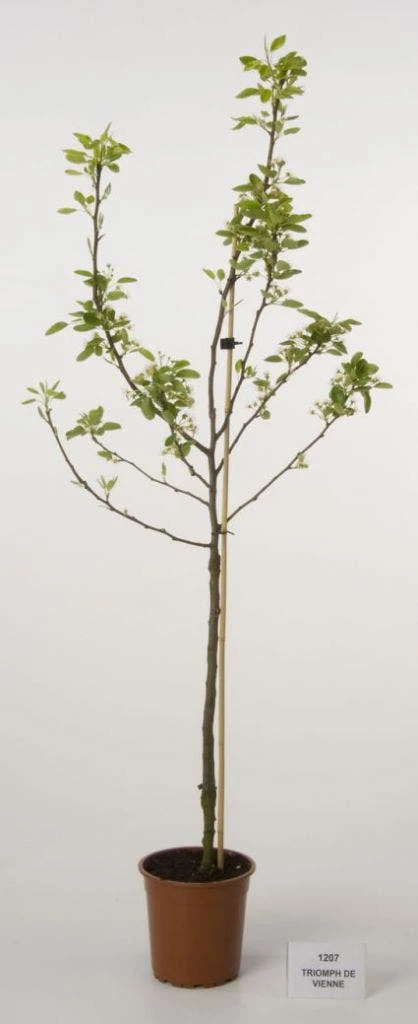 Perenboom (Pyrus Communis 'Triomph De Vienne') 4 Perenboom (Pyrus Communis 'Triomph De Vienne') - Afbeelding 2