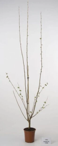 Hazelaar/Hazelnoot (Corylus Avellana 'Webb's Prize Cob') -PlantenPracht Winkel 20080417160452 1