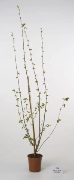 Hazelaar/Hazelnoot (Corylus Avellana 'Webb's Prize Cob') -PlantenPracht Winkel 20080417161730 1