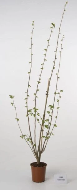 Hazelaar/Hazelnoot (Corylus Avellana 'Webb's Prize Cob') -PlantenPracht Winkel 20080417162735 1