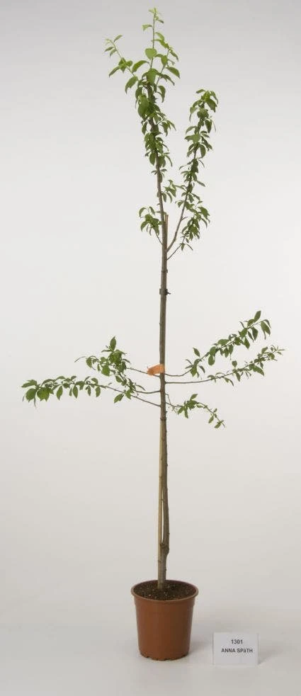 Pruimenboom (Prunus Domestica 'Anna Spath') 4 Pruimenboom (Prunus Domestica 'Anna Spath') - Afbeelding 2