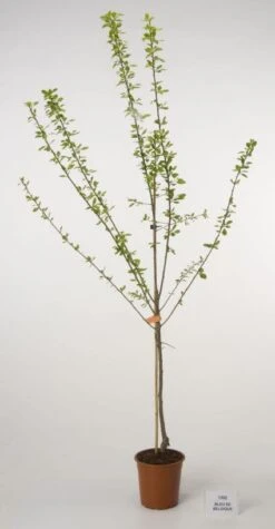 Pruimenboom (Prunus Domestica 'Bleu De Belgique') 5 Pruimenboom (Prunus Domestica 'Bleu De Belgique') -PlantenPracht Winkel 20080513142610 4 1