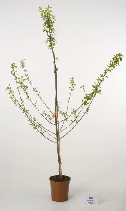 Pruimenboom (Prunus Domestica 'Reine Claude Verte') 4 Pruimenboom (Prunus Domestica 'Reine Claude Verte') - Afbeelding 2