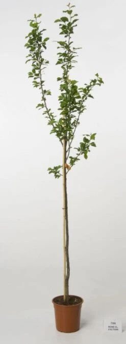 Pruimenboom (Prunus Domestica 'Reine Claude D'Althan') -PlantenPracht Winkel 20080515130653 3 1