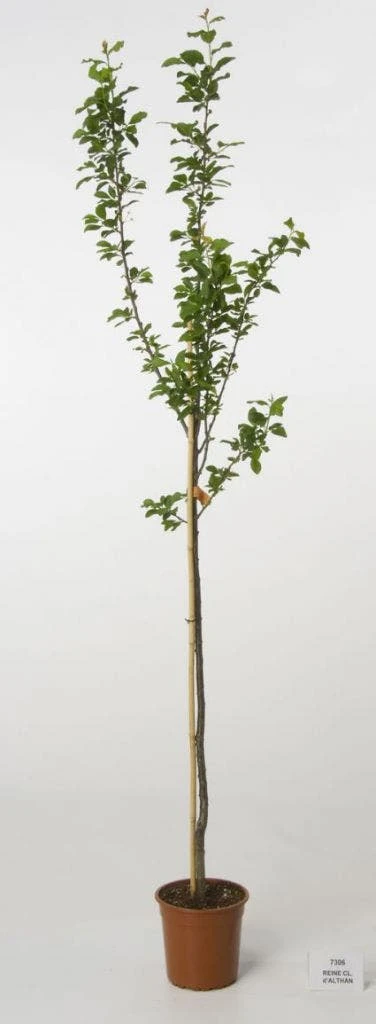 Pruimenboom (Prunus Domestica 'Reine Claude D'Althan') 4 Pruimenboom (Prunus Domestica 'Reine Claude D'Althan') - Afbeelding 2