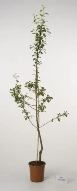 Pruimenboom (Prunus Domestica 'Voyageur') 5 Pruimenboom (Prunus Domestica 'Voyageur') -PlantenPracht Winkel 20080515133635 2 1